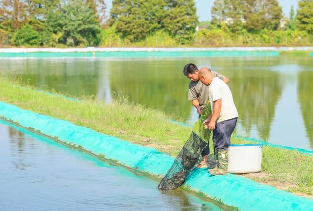 快来尝鲜！松江地产淡水小青龙上市