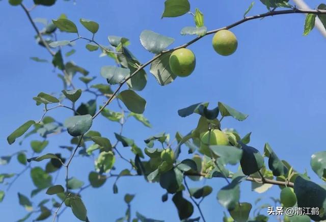 3月梨园梨树农事有哪些？花芽分化是关键，5个措施不可或缺