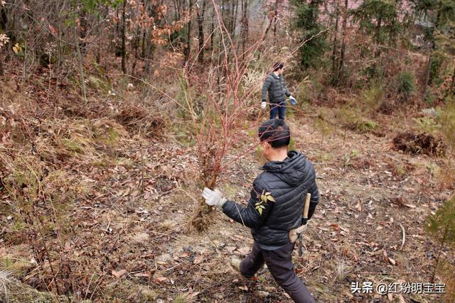 一学就会~教你种植野生猕猴桃，开种建园拍摄于秦巴安康伏羲山