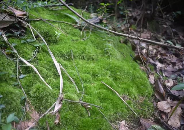 在楼下挖了点苔藓，1个月养成微景观，邻居都来学！