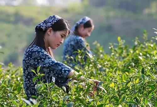 农村荒山种植什么能赚钱？(2)