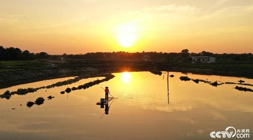 江西吉安：夕阳虾塘劳作忙