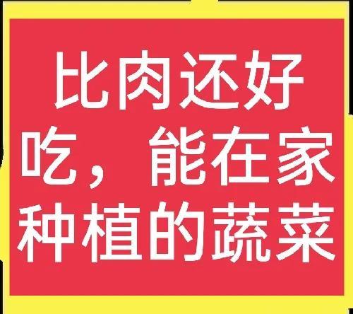 非常少见的新型蔬菜——紫玉兰菜，到底有什么优点？