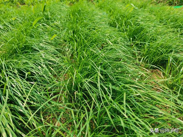 干货分享：牧草品种怎么选择？你选对了吗？牧草种植前一定要记住