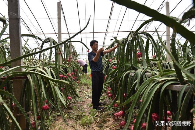 10年前拔掉黄瓜架，栽上了一片火龙果，如今年入100多万