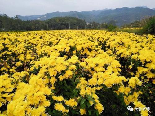 药用菊花栽培技术，菊花采后处理和加工技巧，提高菊花的药用价值