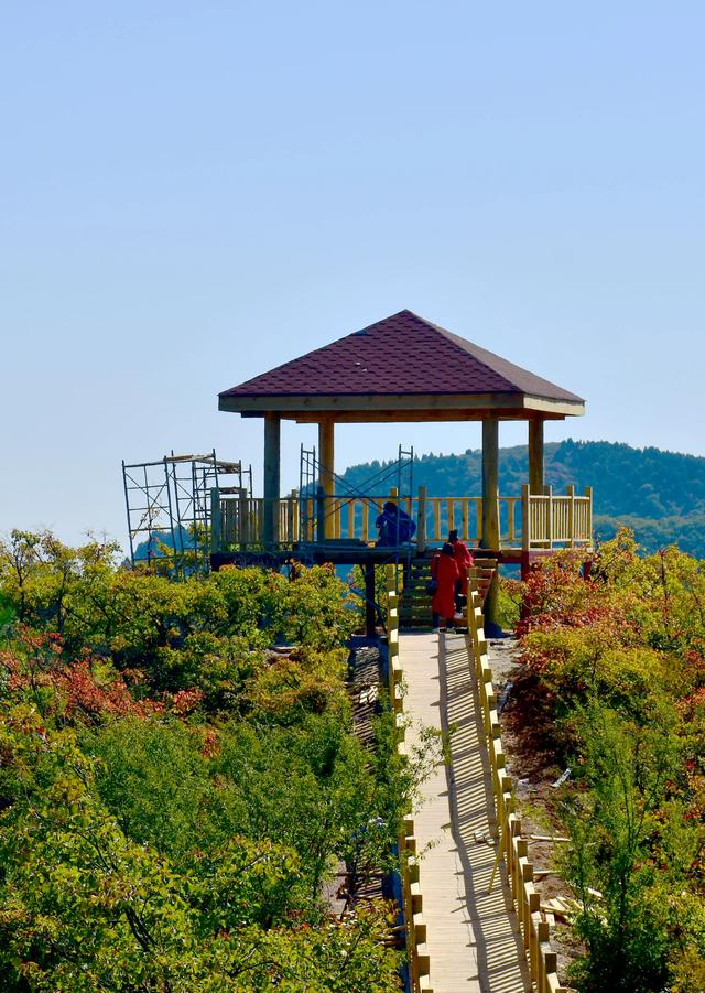 香山红叶红透天