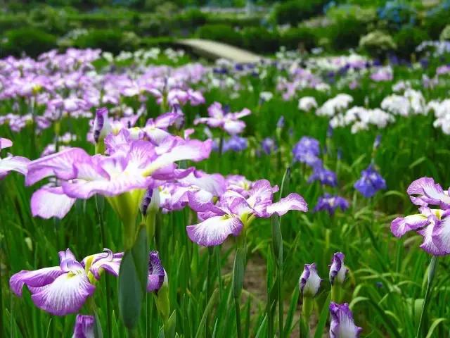 鸢尾花的养护管理