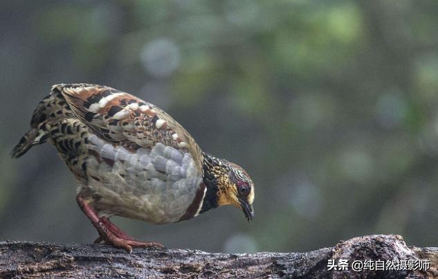 白眉山鹧鸪百科知识，中国62种雉科之一