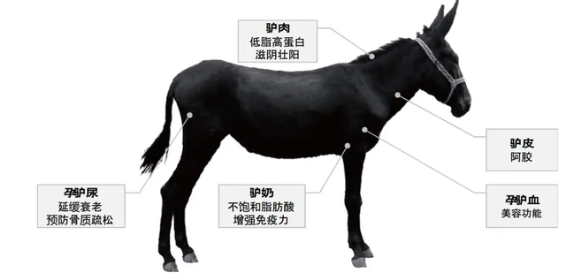 肉驴怎么养?肉驴的养殖技巧和注意事项