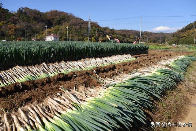 萝卜、白菜和大葱什么时候收获？要注意这几点，收早收晚都不好