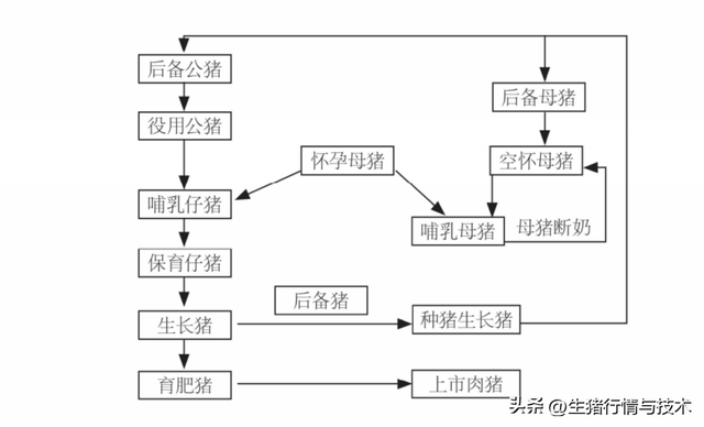 终于开讲了，猪场都在学的饲养管理技术系列分享一【建议收藏】