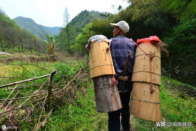 为了取天然蜂蜜，想在农村自家养蜜蜂，却没技术如何养