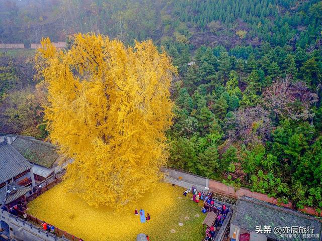 中国最美十大银杏风景观赏地，秋季看银杏叶的地方，你去过几个？