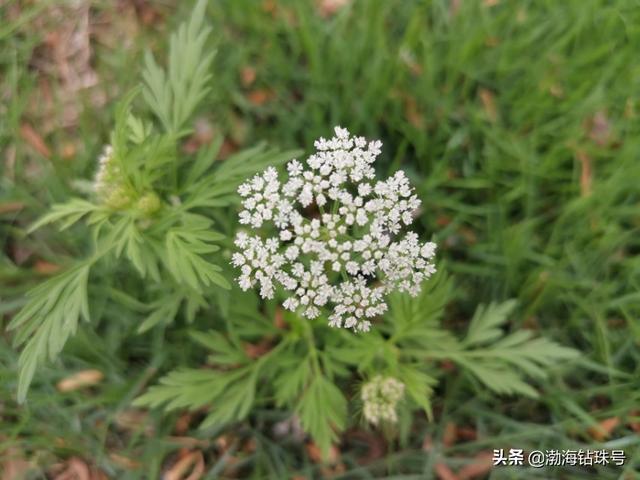 初夏花花世界之白色系的花