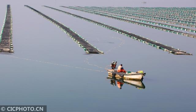 山东荣成：海参产业促增收