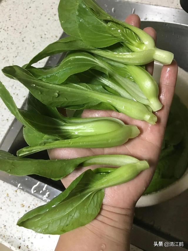 鸡毛菜是什么菜？什么时候种植效益最好