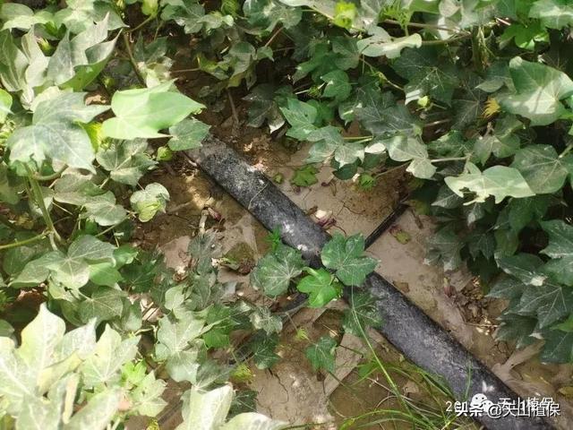 2021年棉花种植每亩地能赚2000元以上，你怎么看？