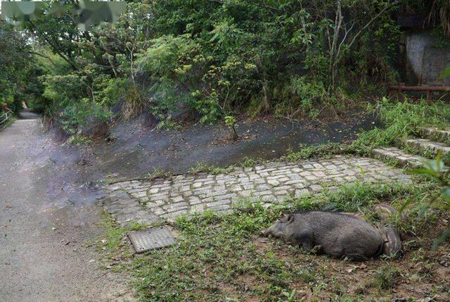 北京石景山发现野猪，钻入小区树林遁逃，野猪泛滥可以捕杀吗？