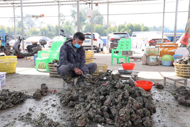 探访广东湛江官渡生蚝产地：蚝农每年营收最多可达六十万元