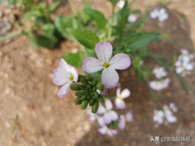 初夏花花世界之白色系的花