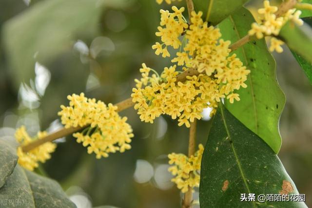 北方庭院每月都想赏花？就选这些花搭配种植