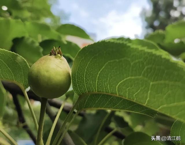 3月梨园梨树农事有哪些？花芽分化是关键，5个措施不可或缺