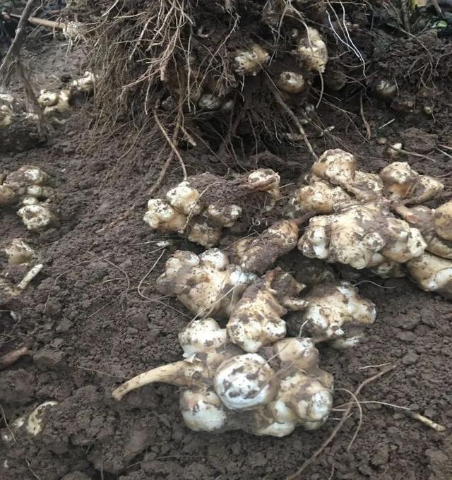 洋姜有什么用？有4大用途，种植简单，没有病虫害，不妨种植几棵