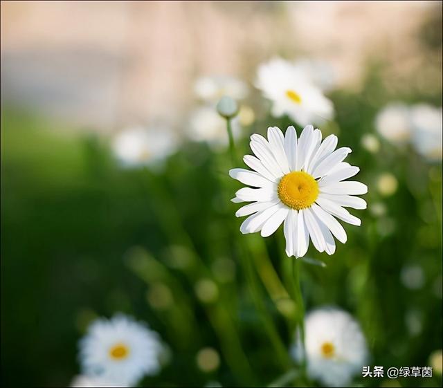 适合做花海的雏菊，颜色丰富，象征藏在心底的爱，春季播种正好