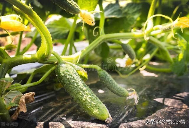 种植豆角和黄瓜，记得做好这几点，天天摘不完，产量倍增