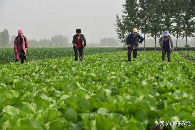 蔬菜如何种植才能高产？掌握好这些，你也是种菜高手