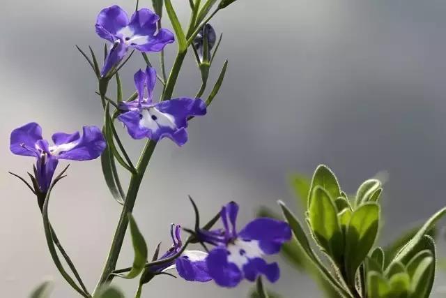 小院空地上撒上这几种植物，夏天就变成一片花海！美呆！