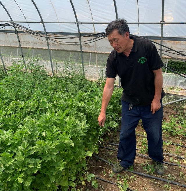 蚜虫红蜘蛛进入活跃期 芒种注意田间管理