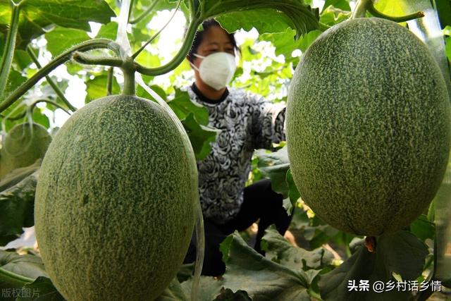 种植西瓜、甜瓜等作物施肥有四怕，掌握不好，坐不住瓜、产量低