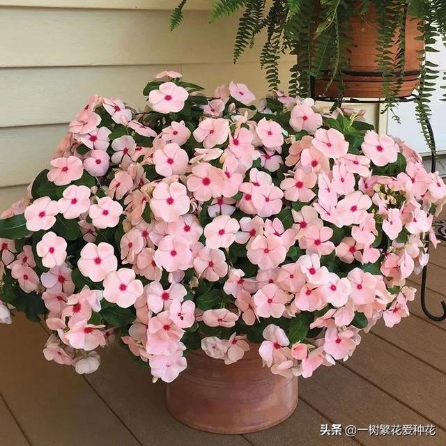 “辣手摧花”才能养好这20种花，越掐越旺，花开得好邻居们都羡慕