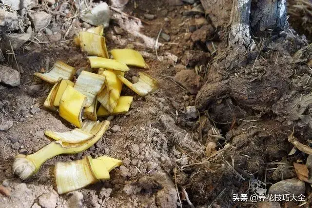 3分钟自制速效无臭肥，撒盆里1周就冒芽，简单又好用