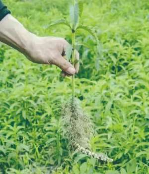 地笋种植技术(功效与冬虫夏草相当 炎陵农民人工种植地参获成功)