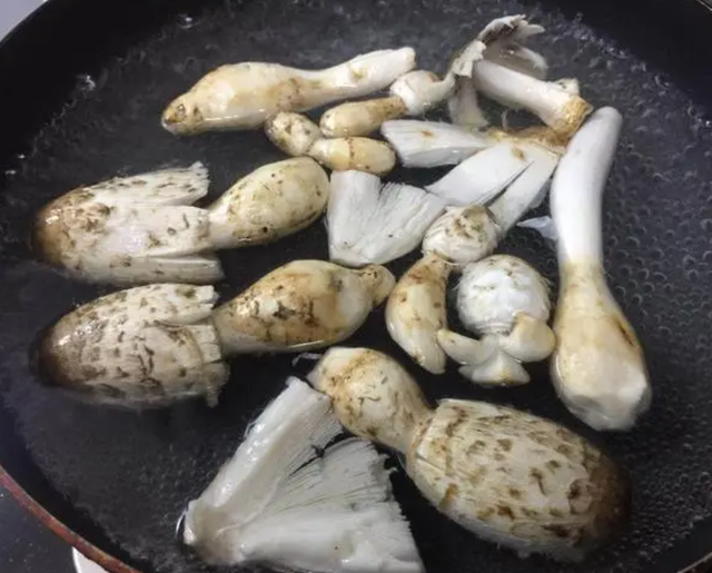 “粪生真菌”鸡腿菇，世卫组织确认的珍惜食用菌，如何人工栽培？