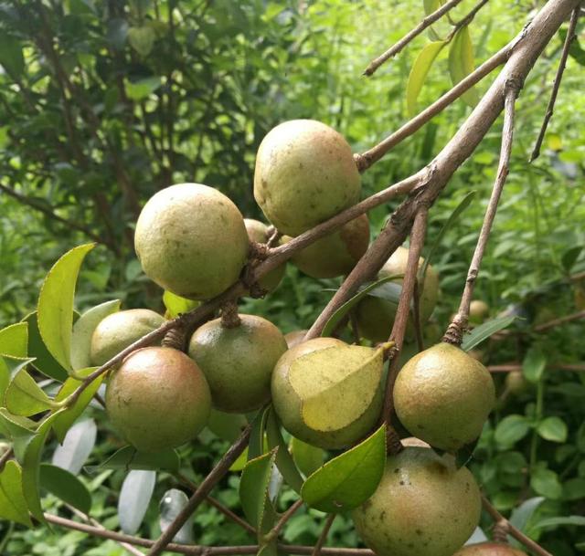 世界四大木本油料植物之油茶树，种植前景及经济效益如何？