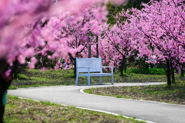 3月金山这里变身“粉红王国”，你可千万别错过