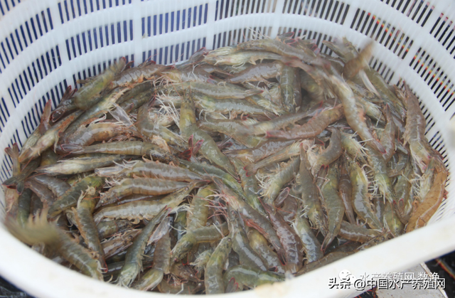 一天一个价！对虾鳜鱼黄骨牛蛙泥鳅黑鱼都涨了，鲈鱼形势不太妙！