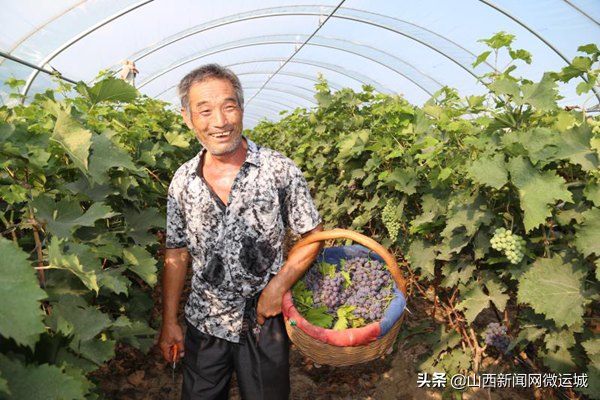 夏县郭里村：葡萄状元的致富路