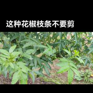 花椒种植技术视频央视(这种枝条不要剪#青花椒)