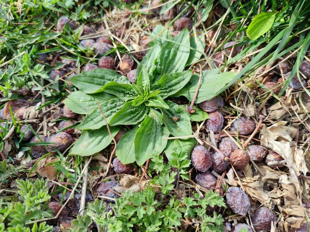 清明过后百草香，这15种野菜遇到别忘采点尝尝鲜，品尝春天的味道