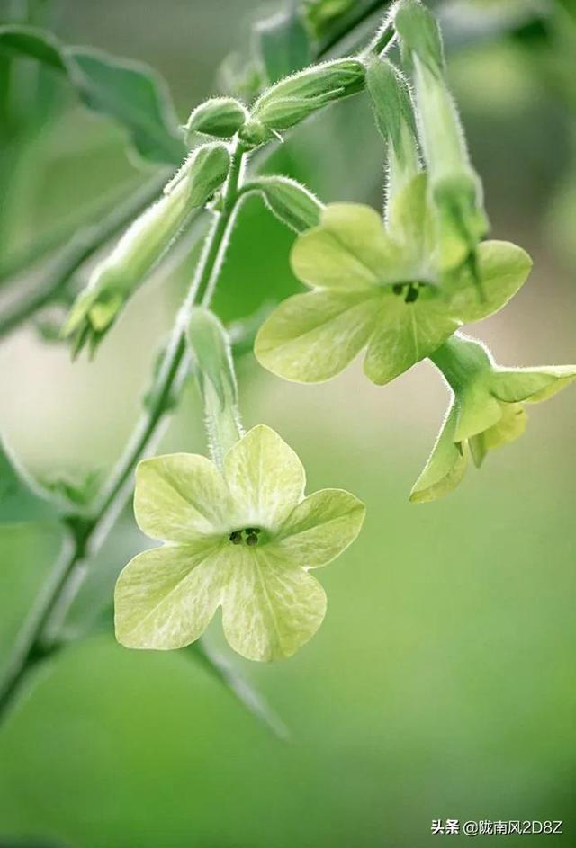 爷爷教我烟草种植经