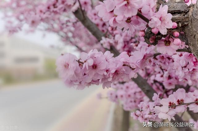 美人梅的栽培管理及应用