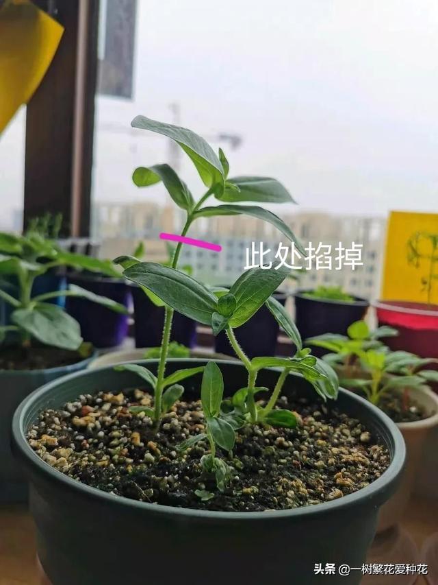 “辣手摧花”才能养好这20种花，越掐越旺，花开得好邻居们都羡慕