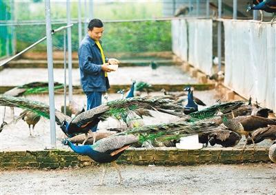 城里夫妻山脚下当“农夫” 与千只孔雀为伴