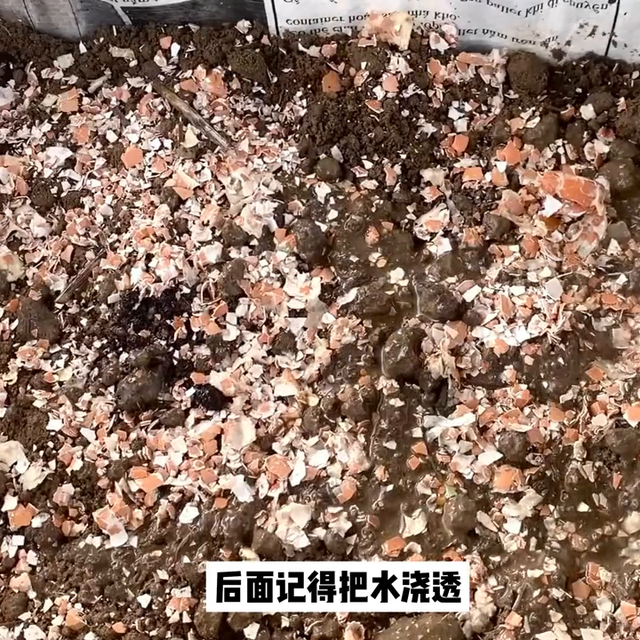 教你在家种植芦笋，存活7到8年，每年还能采收2次