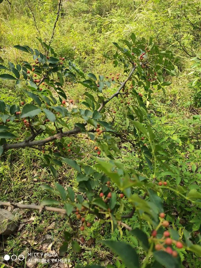 炒菜无花椒不欢，生日这天平邑西山摘花椒差点要我命，吓死宝宝了